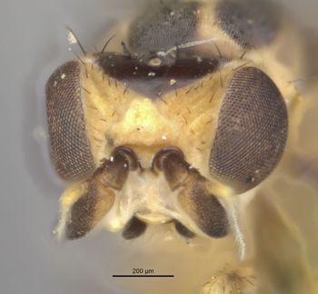 Media type: image;   Entomology 13346 Aspect: head frontal view